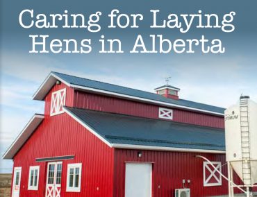 Care_for_Laying_Hens-370x284