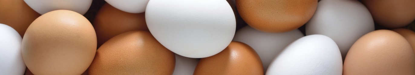 Eggs1-1372x250