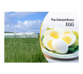 Extraordinary_Egg_7-12