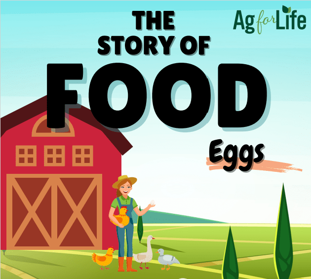 Thestoryofeggs