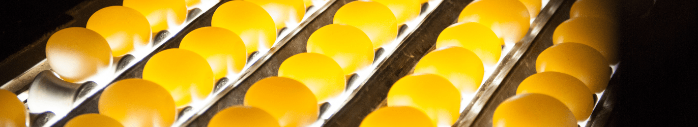 egg candling