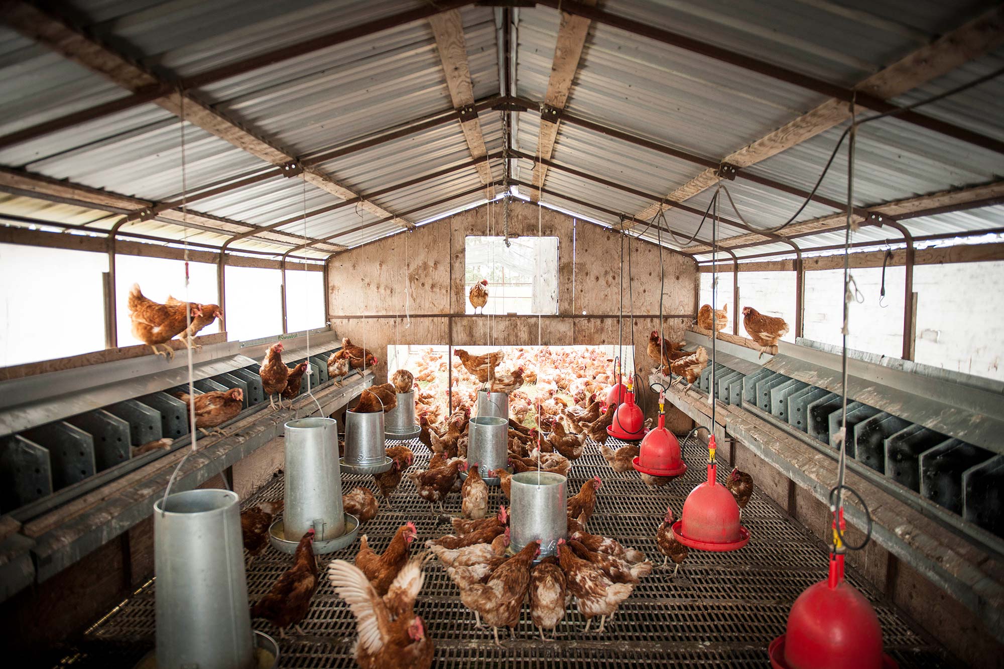 FreeRange-02