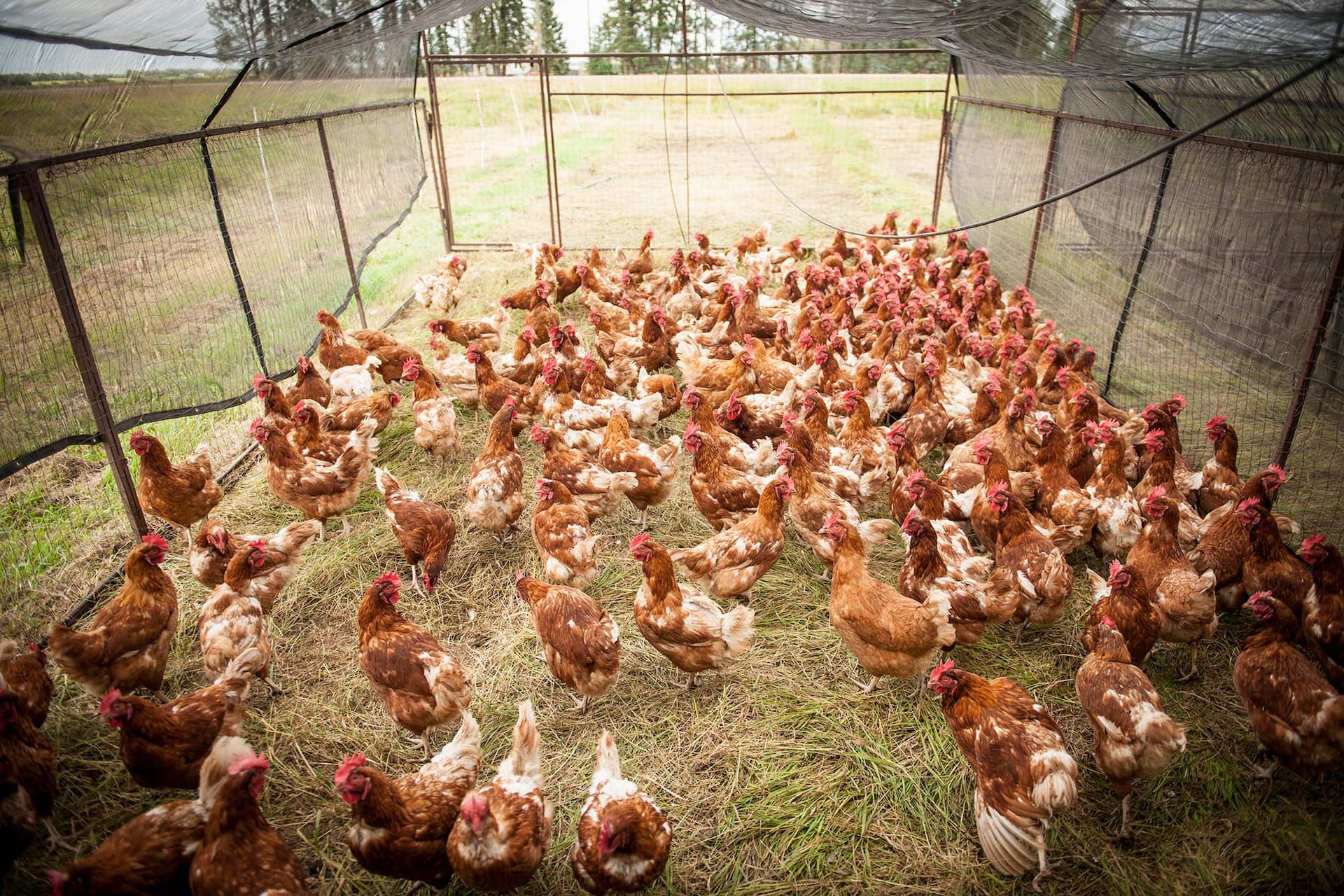 FreeRange-03